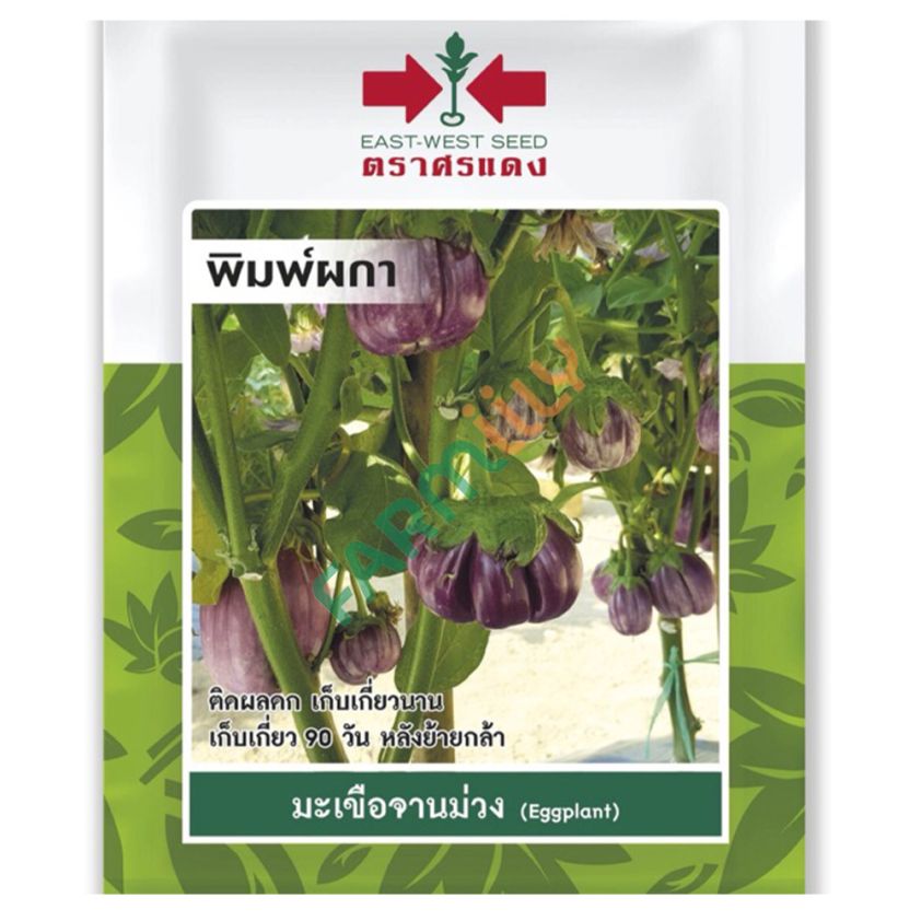 มะเขือจานม่วง พิมพ์ผกา ตราศรแดง